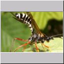 Coleocentrus excitator - Schlupfwespe 07.jpg